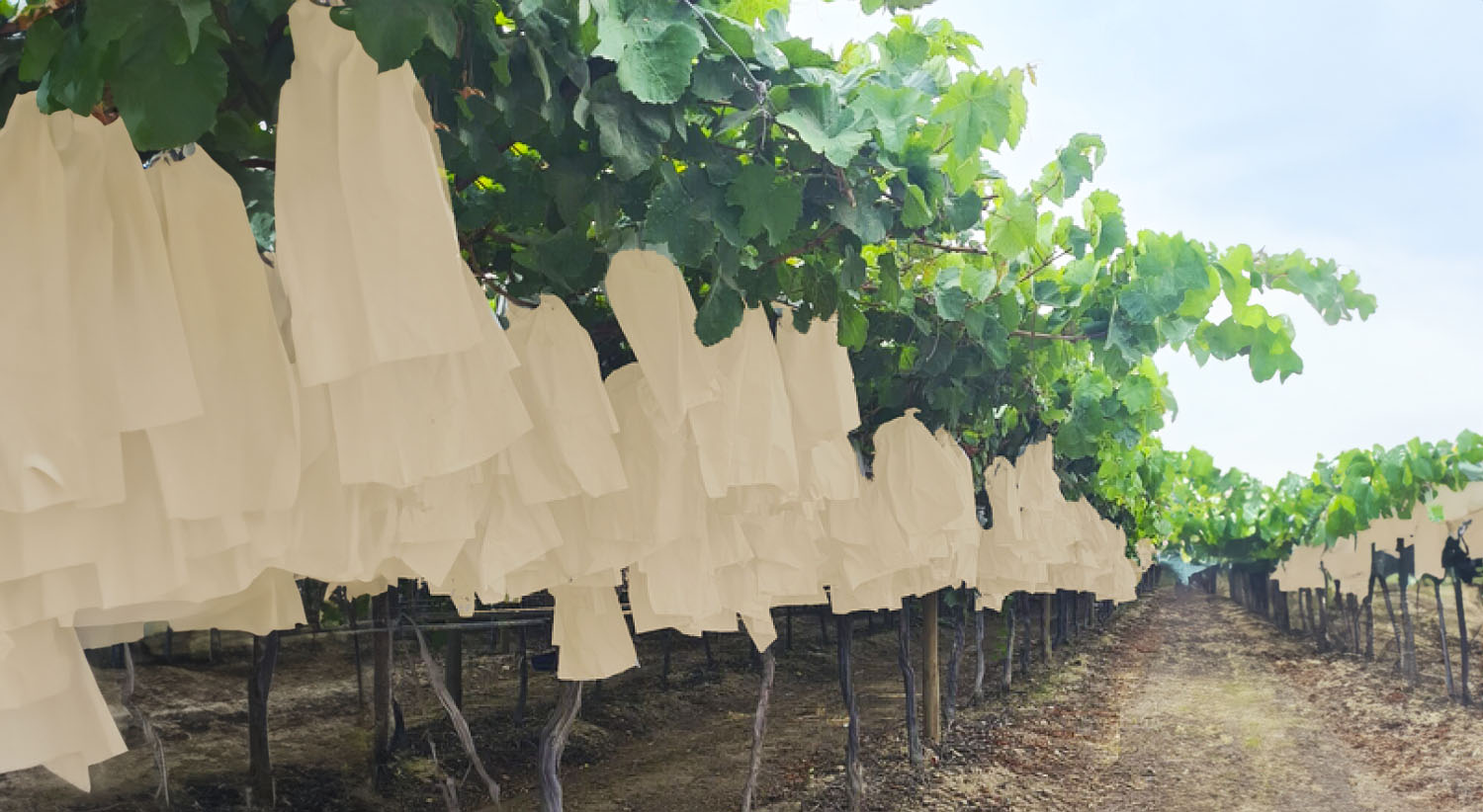 Maduración de cosecha uvas